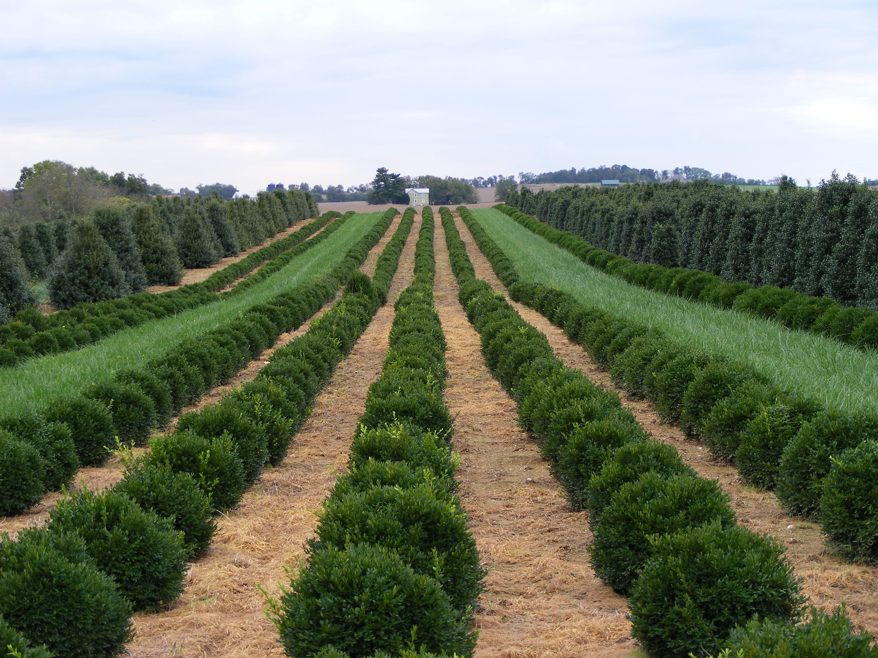 Wholesale Nursery in Michigan Field grown landscaping trees and shrubs
